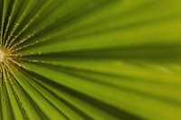 Macro-Botanische tuin Puerto de la Cruz