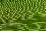 Macro-Botanische tuin Puerto de la Cruz