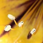 Macro-stampers