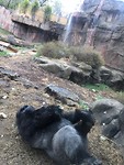 Saint Louis Zoo 6