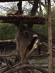 Saint Louis Zoo 5