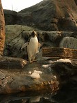 Saint Louis Zoo