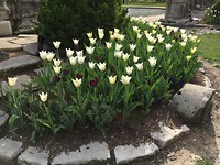 Tower Grove Park 2
