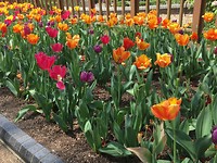 Botanical Garden 15 april