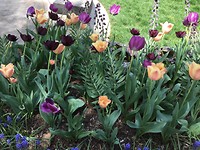 Botanical Garden 15 april 5