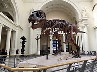T-Rex