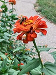 A bee on a flower