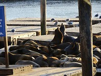 Zeehonden pier 39