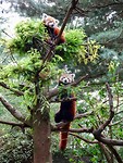 Red panda