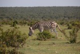 Vermoeide zebra :P