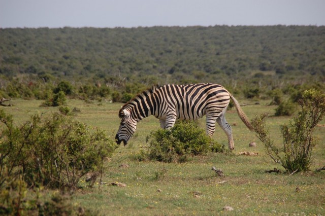 Vermoeide zebra :P