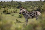 Zebraatjeee