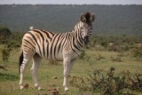Prachtige zebra