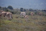 Jonge zebra's!