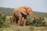 Prachtig grote olifant!
