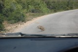 Groot reptiel beest :P Weet de naam even niet meer.