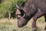 Buffel