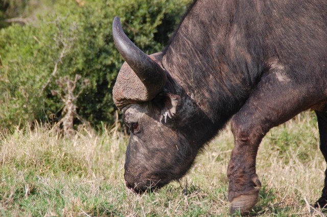 Buffel