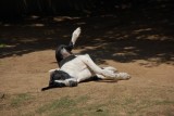gek beest :D
