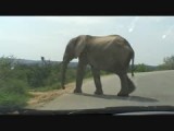 Olifant.... :O!!!