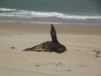 ZEEHOND