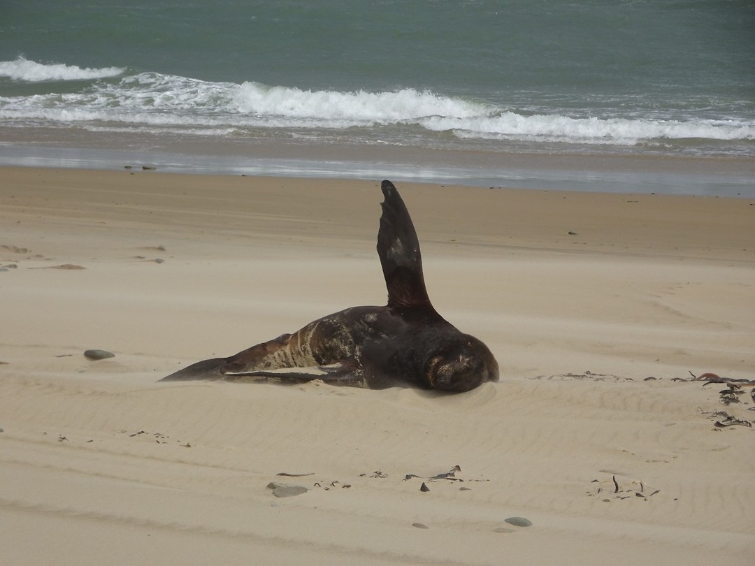 ZEEHOND
