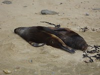 Nawhhh, nog meer zeehonden!