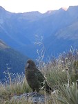 The Kea, bergpapagaai