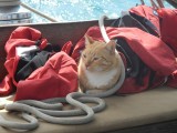 Gatito