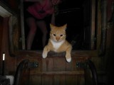 SAM_8274