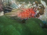 Lionfish