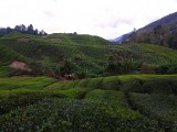 Cameron Highlands