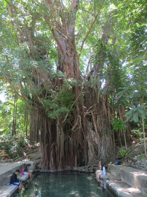 Old Enchanted Tree (400 jr)