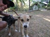 Al krijgt een hostel met puppies (en kittens!) natuurlijk sowieso 5 sterren!
