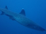 Whitetip Reef Shark van dichtbij...