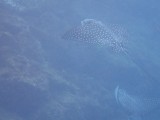 Eagle rays