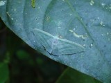 Transparante vlinder