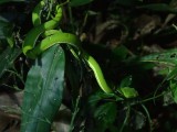 Side-striped palmpit viper
