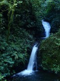 Monteverde Cloud Forest