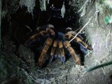 Tarantula