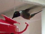 Kolibrie in actie!
