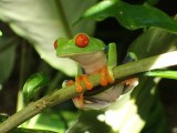 Red-eyed tree frog
