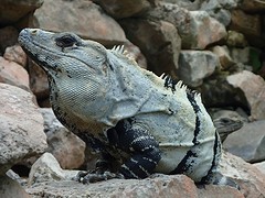 Ah, daar zijn de iguana's weer!