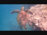 Snorkelen met een schildpad (Sullivan Bay)