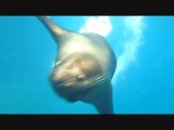 Snorkelen met een zeeleeuw (Pinzón)