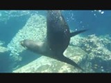 Snorkelen met een zeeleeuw (Pinzón)