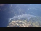 Whitetip Reef Shark (Los Túneles, Isabela)