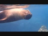 Snorkelen met een zeeleeuw (Pinzón)