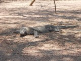 9) De legendarische Komodo