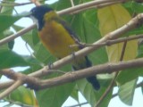 45) Sun bird